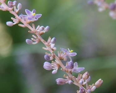 [A thick purplish-brown stem has many tiny stem offshoots. Some of the off-shoots have purple buds on them. A few have opened flowers with yellow centers.]